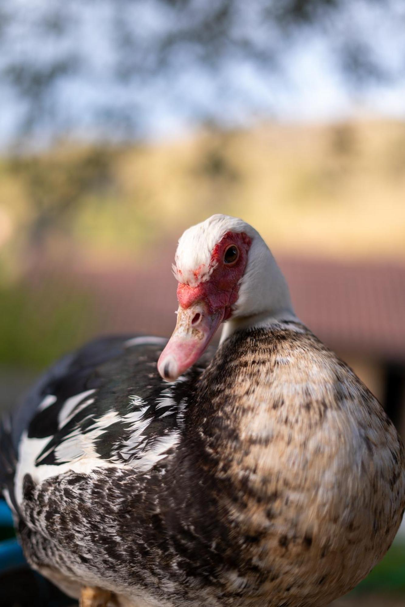 Hotel Il Giardino Dei Pavoni Soviore Zewnętrze zdjęcie
