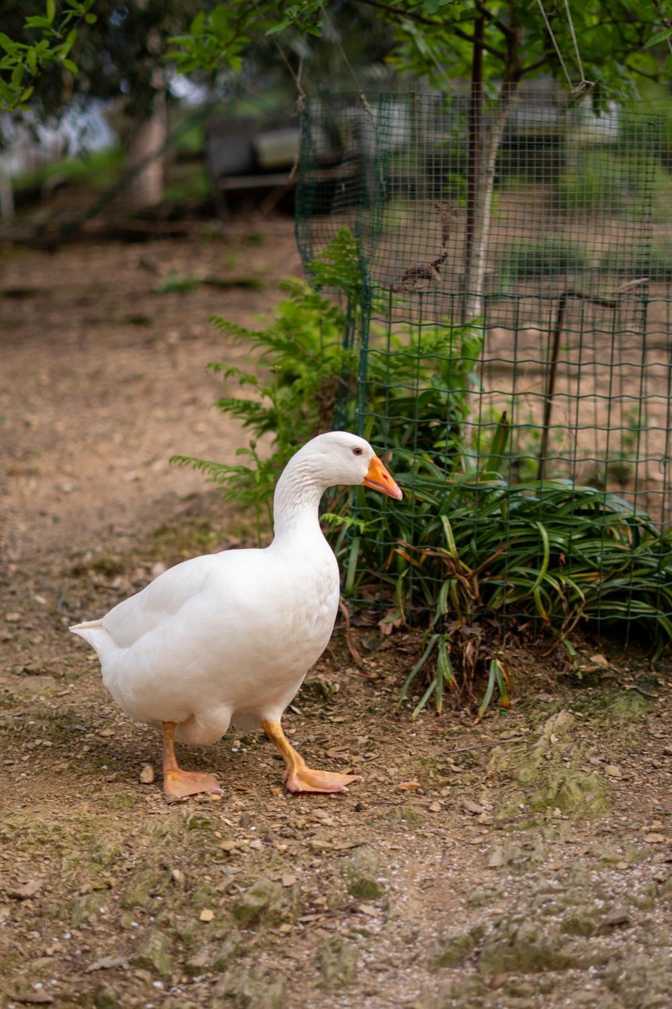 Hotel Il Giardino Dei Pavoni Soviore Zewnętrze zdjęcie